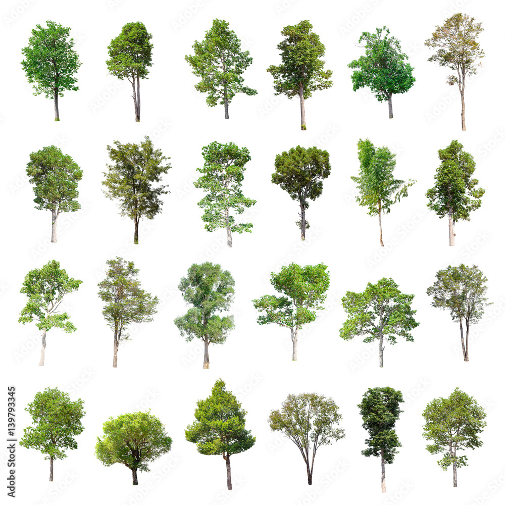 Isolated Trees on white background , The collection of trees. Stock ...