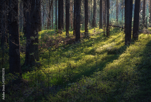 Sunlight illuminates grass in a dense forest