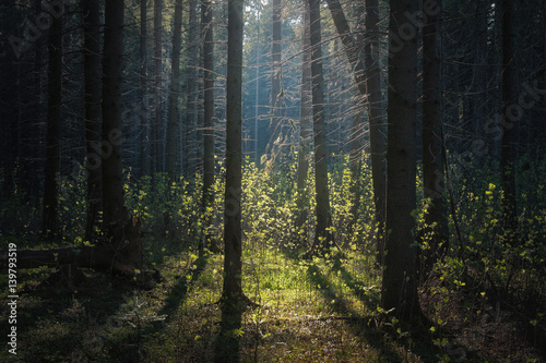 Fototapeta Naklejka Na Ścianę i Meble -  sunlight shines through the trees