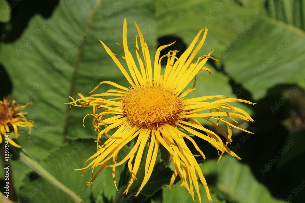 Yellow Yellow