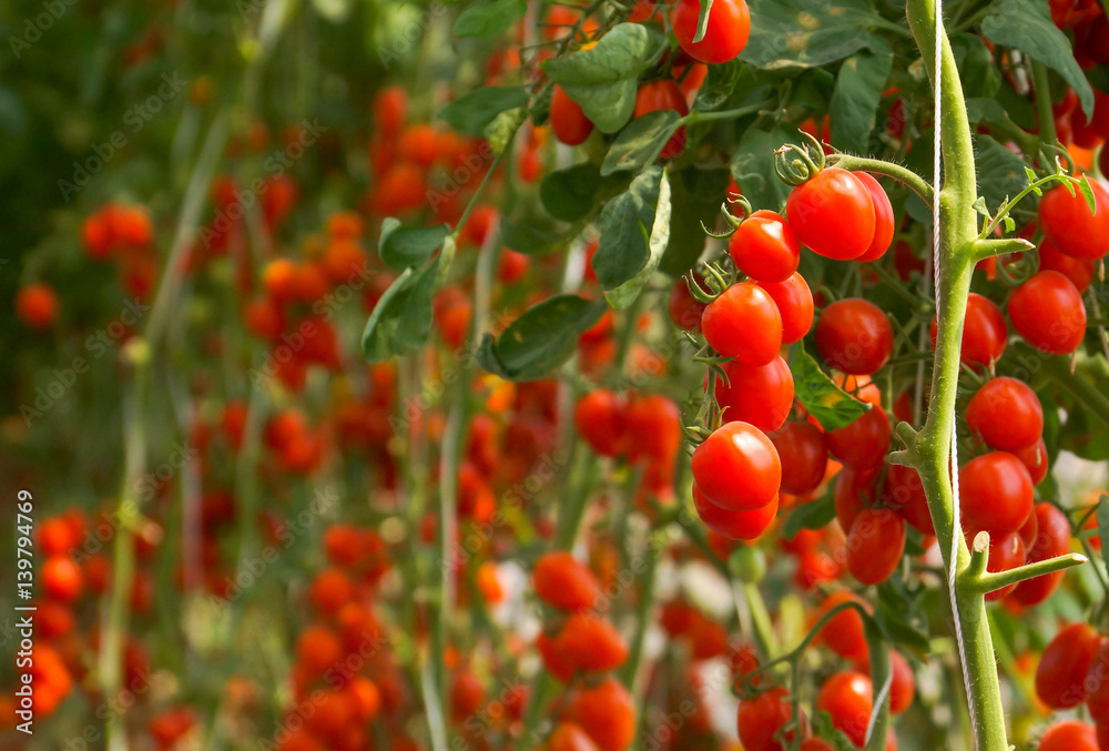 A bunch of red cherry tomato in a greenhouse