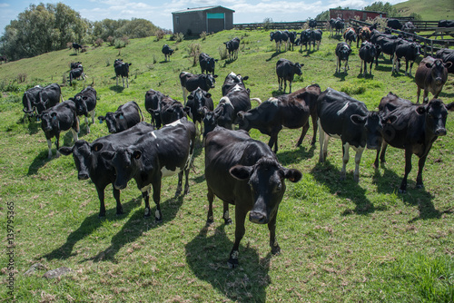 Herd of cattle on a farm photo