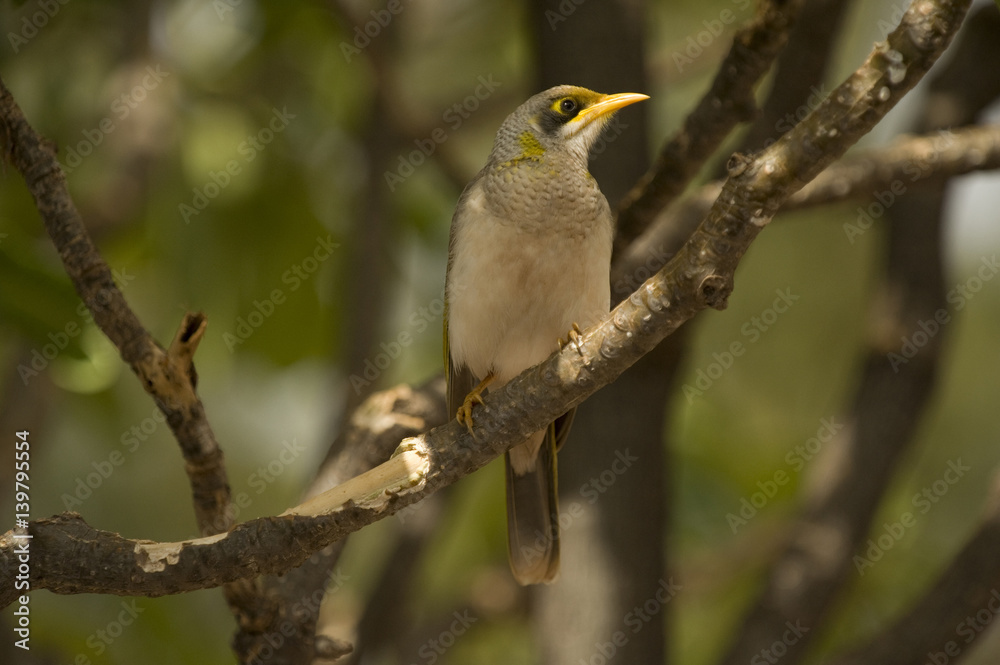 Fototapeta premium noisy miner bird
