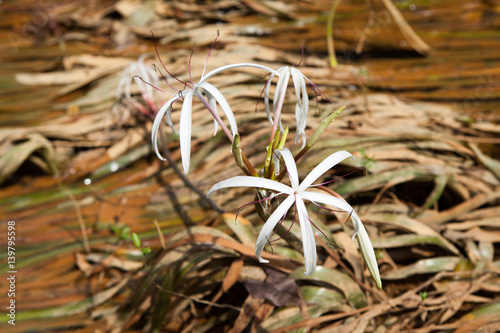 Rare Crinum thaianum or water lily or Water onion photo