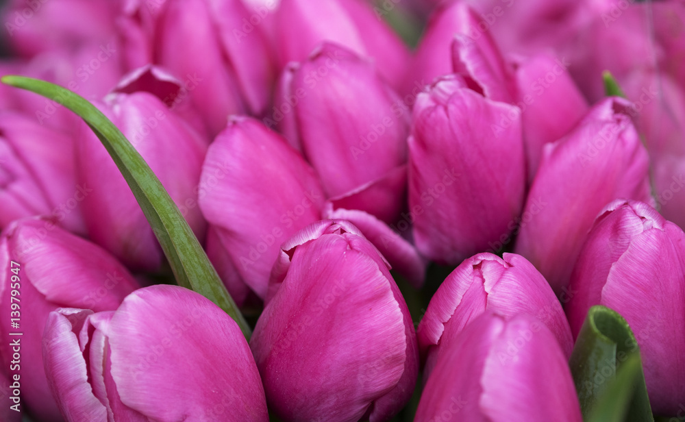 Fototapeta premium Pink Tulip Buds