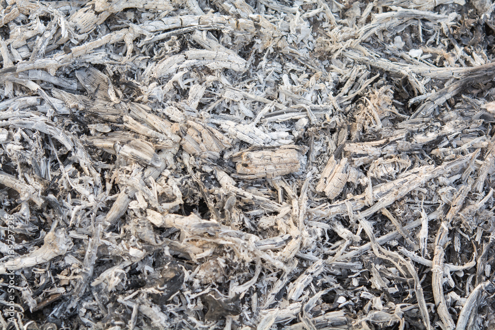 Ashes backward from burning twigs Ashes backward from burning twigs