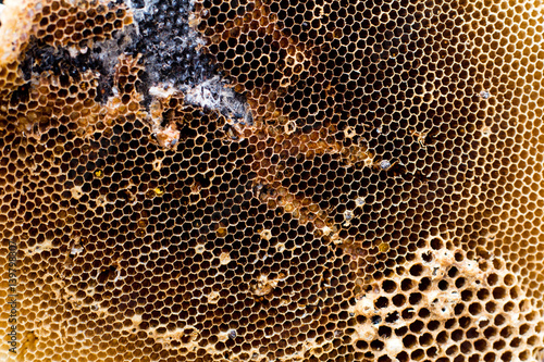 natural bee hive, dried.