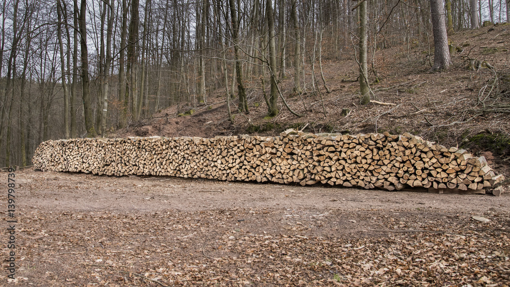 bois de chauffage empilé en forêt