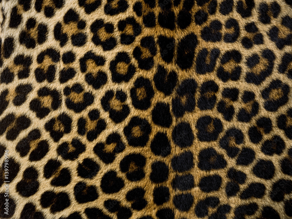 Close-up of a leopard skin Close-up of a leopard skin