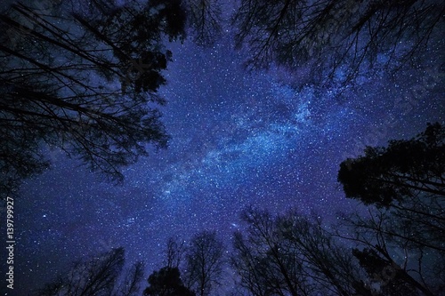 Night sky with the Milky Way over the forest and trees surrounding the scene.