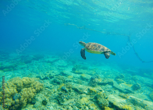 Green turtle in seawater. Snorkeling in tropic lagoon. Wild turtle swimming underwater in blue tropical sea. © Elya.Q