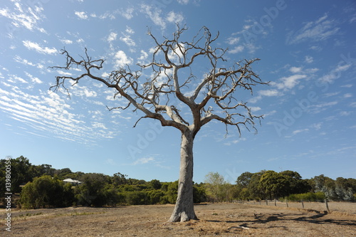 Dead Tree