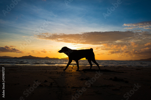 Running Dog Silhouette with Colorful Beach Sunrise - El Nido, Palawan - Philippines