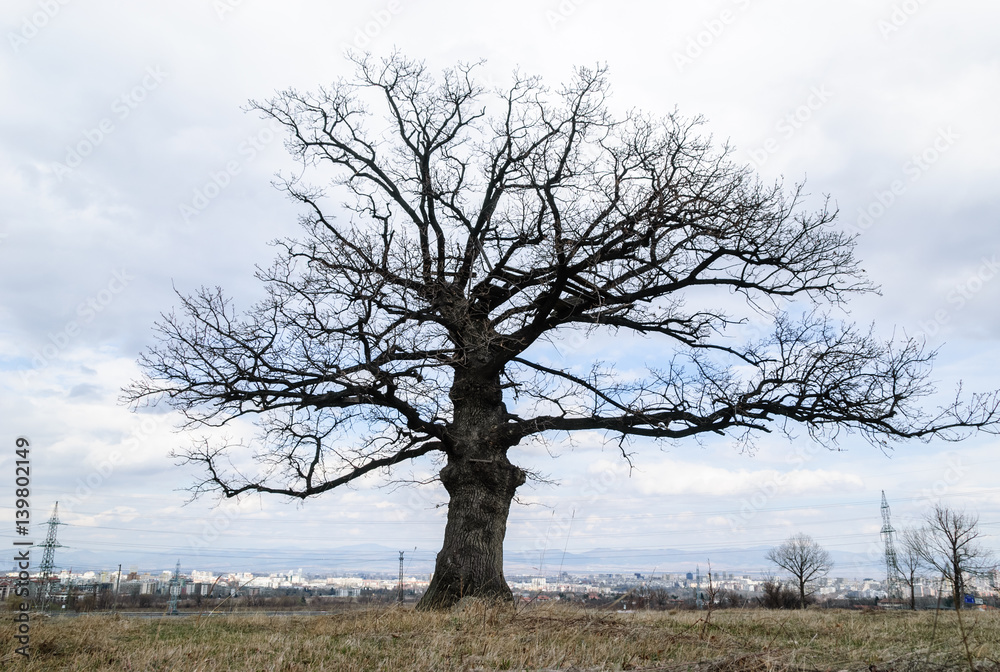 Big tree on ocean shore