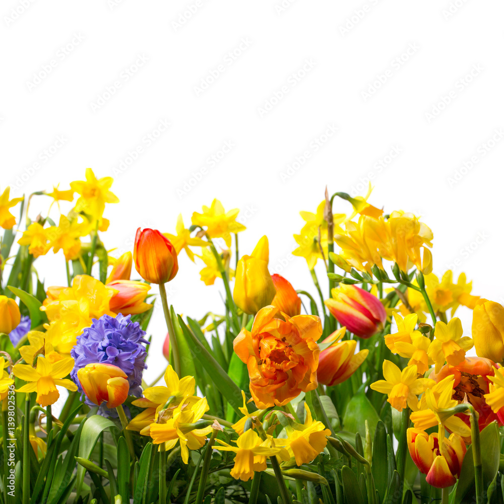 Ostern Frühlingsblumen im Garten StockFoto Adobe Stock