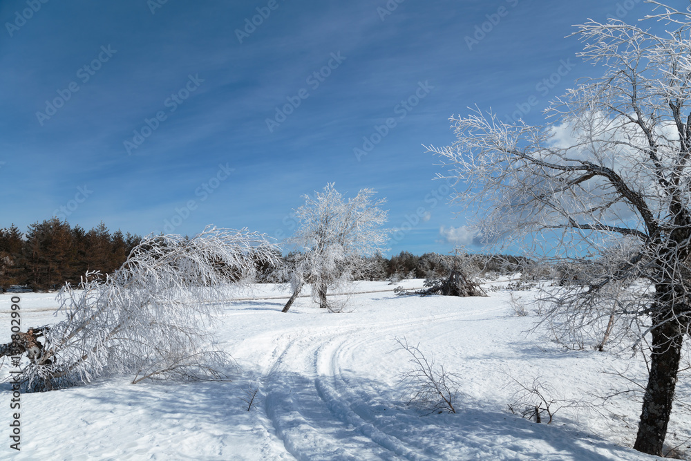 Fototapeta premium Winter Mountain Landscape with Snow Pine Tree Sky Cloud