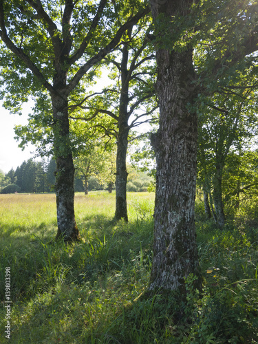 moor, wenger moor, salzburg, austria photo