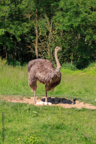 An adult ostrich stands at its nest with eggs on a background of green grass. A large gray bird. Exotic bird
