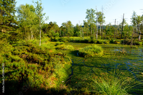 moor, wenger moor, salzburg, austria photo