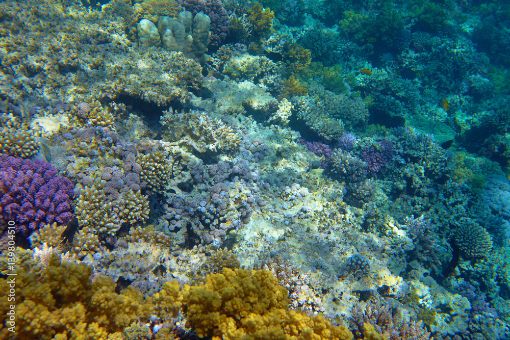 coral reef coral reef