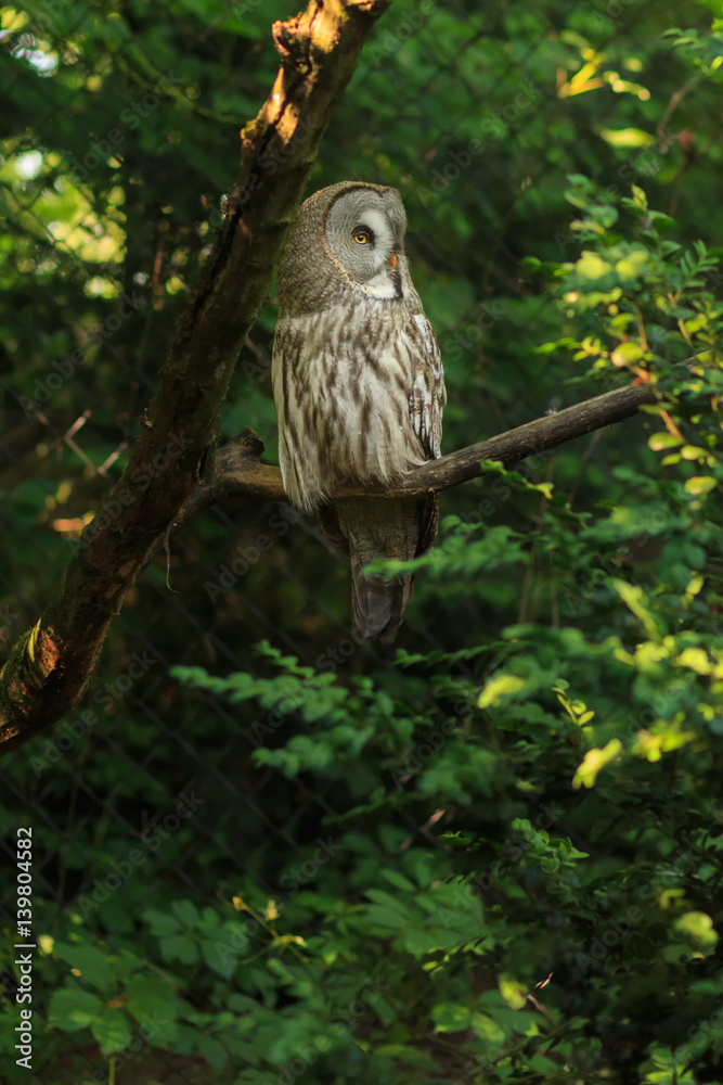 Exotic bird in the zoo. Birds of different species in the park.Owl, gray bird with yellow eyes. Bird of the night hunter Exotic bird in the zoo. Birds of different species in the park.Owl, gray bird with yellow eyes. Bird of the night hunter