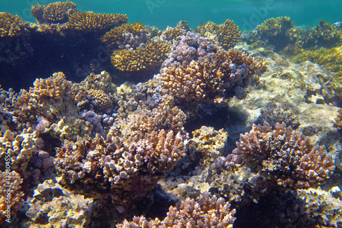 coral reef © fox17