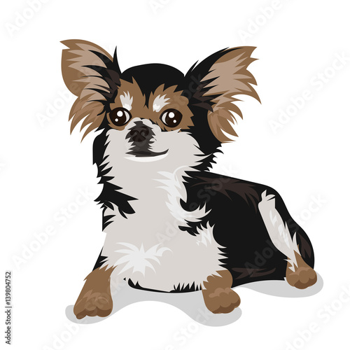 chihuahua small dog