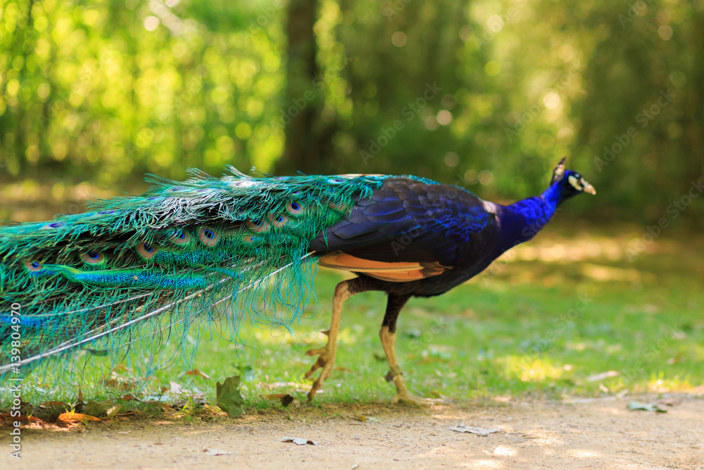 Naklejka premium The male peacock running through the park. Peacock in beautiful plumage in the summer in the garden. Bird of blue color