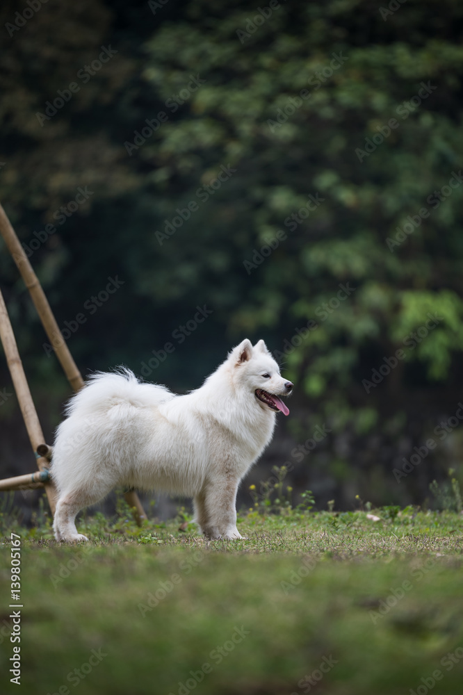 Obraz premium Dogs playing in the grass