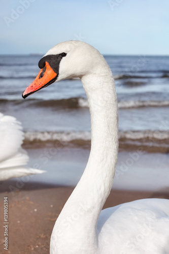 Portrait of a mute swan on a beach