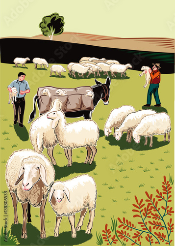 Flock of sheep, shepherds, mule and lambs.