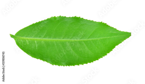 green tea leaf isolated on white background ,The rear