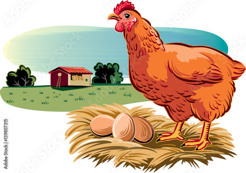 Hen with its nest of eggs.