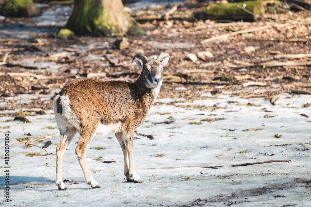 Mufflonbock