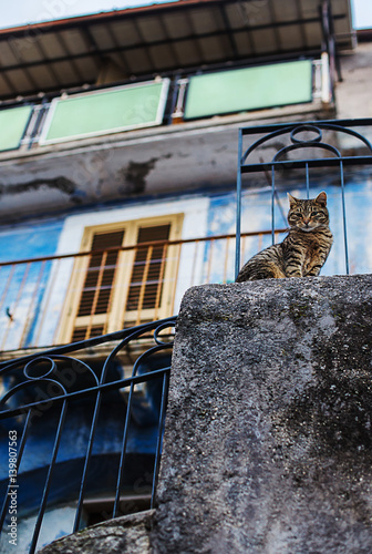 stray cat in vintage architectural downtown of Roccacasale photo