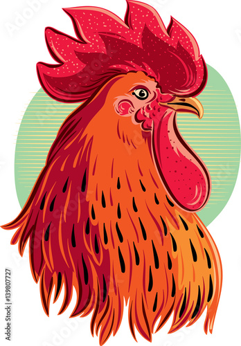 Contour rooster head, closeup