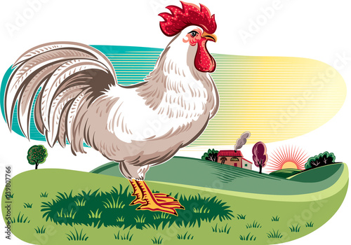 Rooster in a meadow.