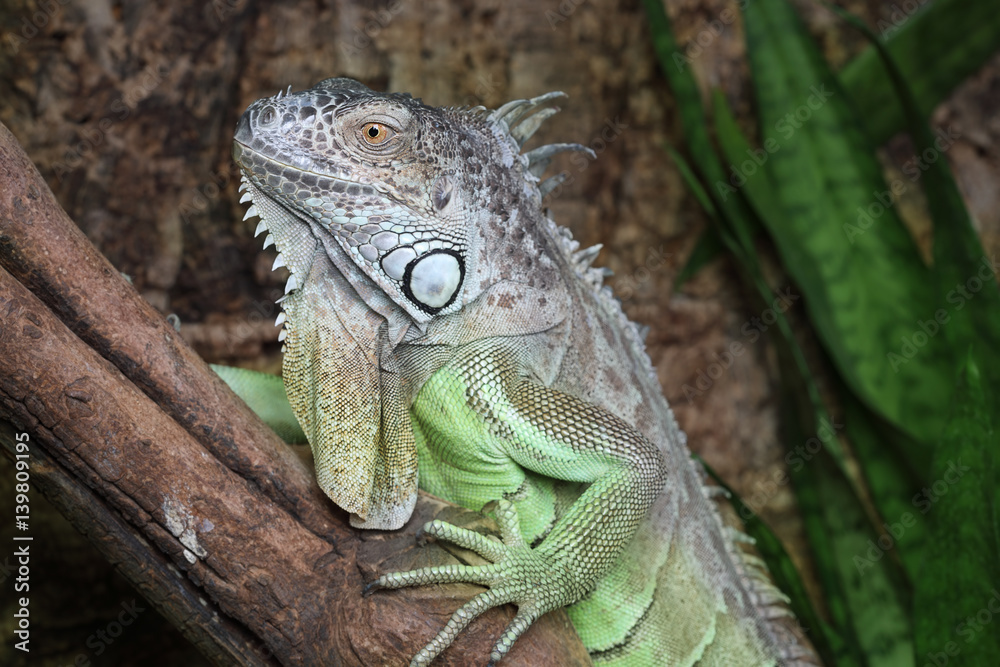 Close up of large Green Iguana Close up of large Green Iguana