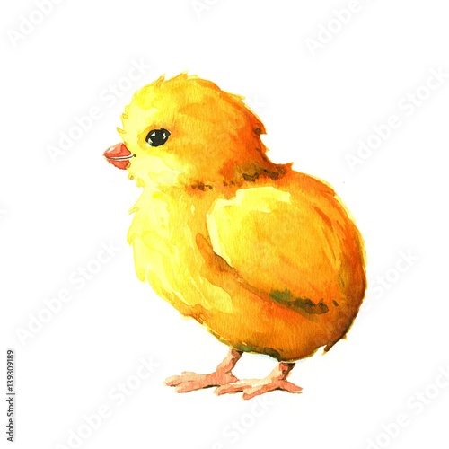 Chick. Watercolor illustration