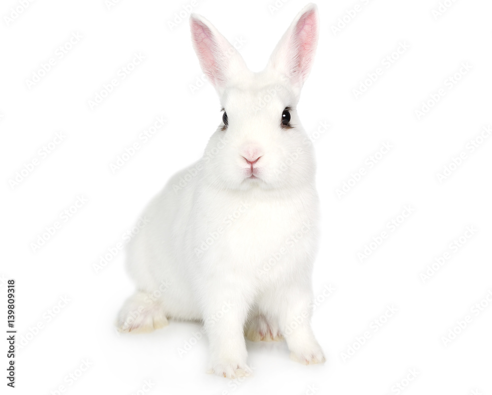 Fototapeta premium Biały królik na białym tle