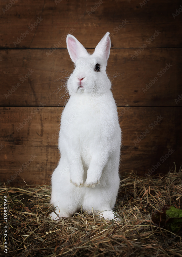 Fototapeta premium Rabbit standing on hind legs