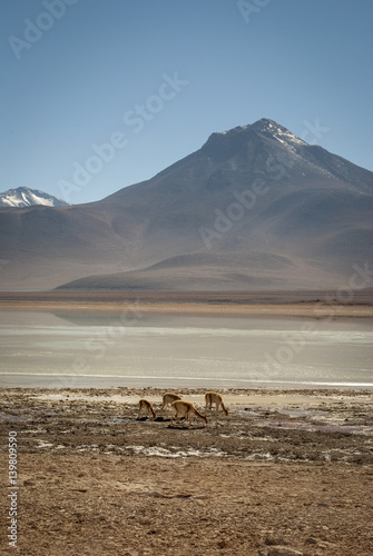 Altiplano vicuna herd standing for lagoon in desert landscape, Bolivia