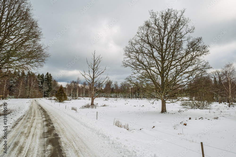 Obraz premium Winterland