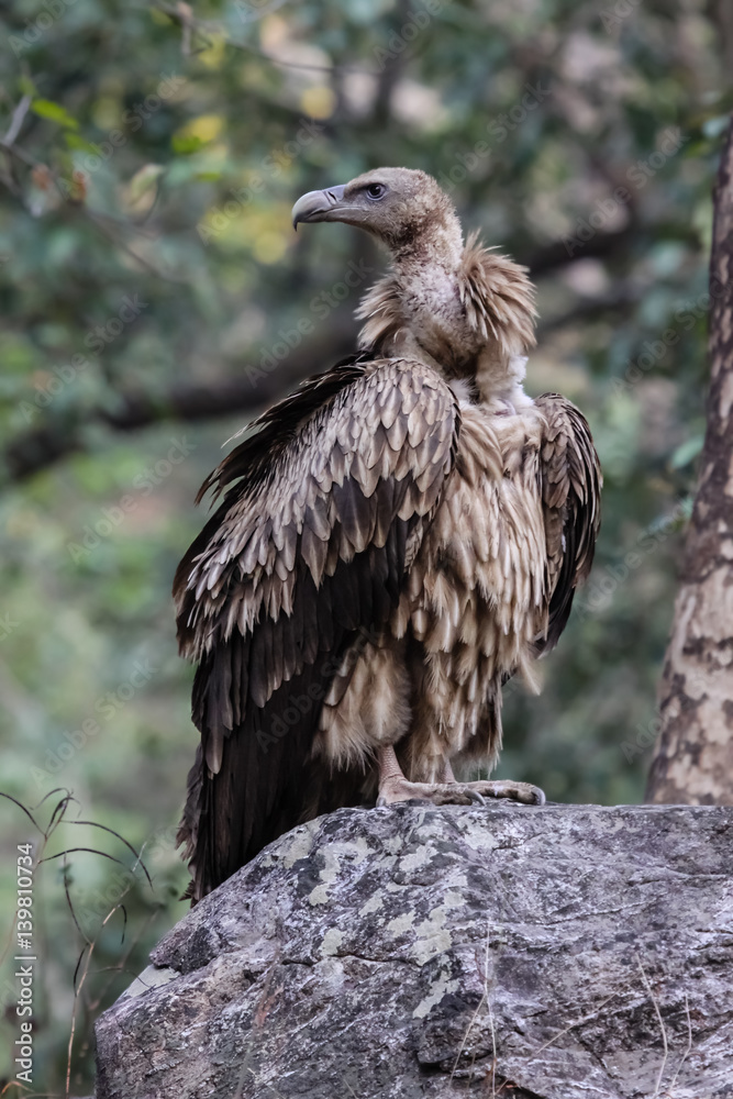 Close up of an Eurasian griffon, Corbett National Park, Uttarakhand, India Close up of an Eurasian griffon, Corbett National Park, Uttarakhand, India