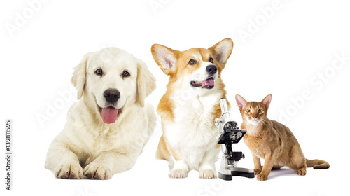 dog and cat on a white background