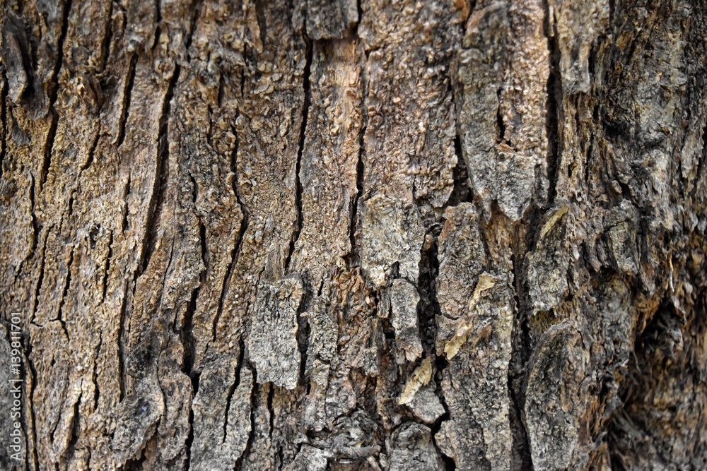 Tree bark texture background with old age. Tree bark texture background with old age.