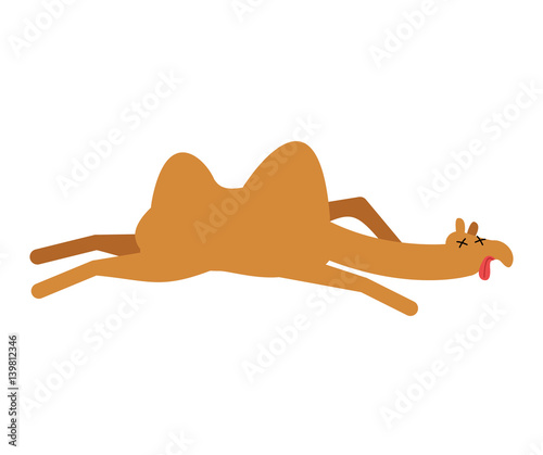 Dead camel. Animal Desert dead. Corpse of beast