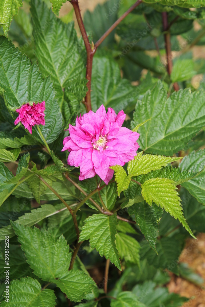 Lachsbeere  Brombeere Blüte