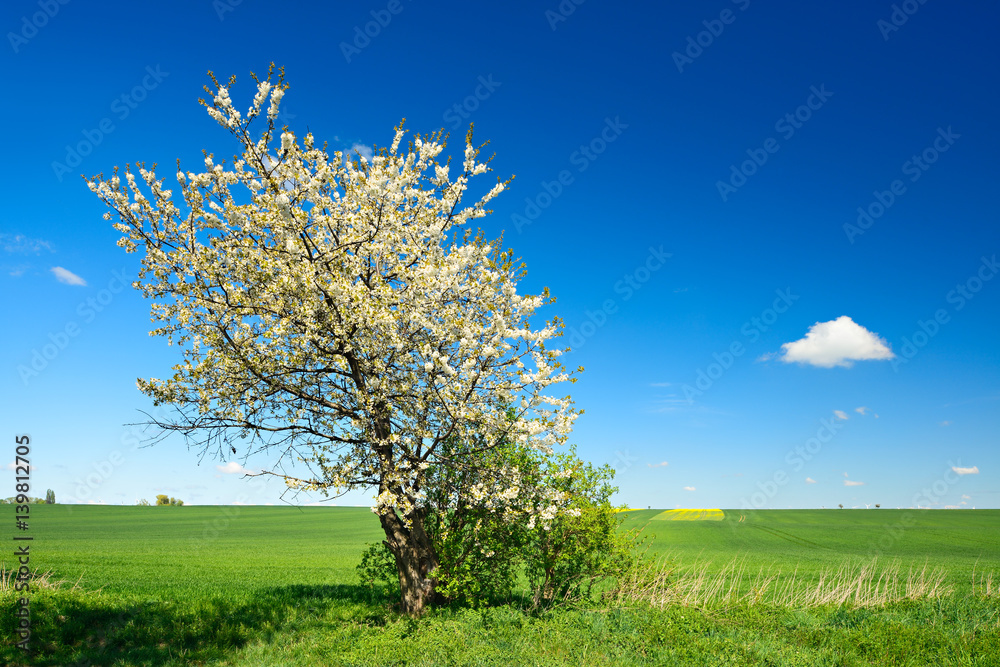 Kirschbaum am Feldrand in voller Blüte