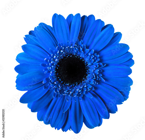 The blue gerbera isolated on white background